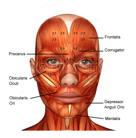Facial muscles targeted by botulinum toxin — anatomy diagram