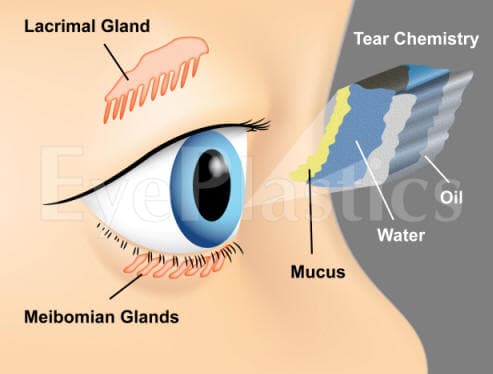 Tear film anatomy — layers of the ocular surface