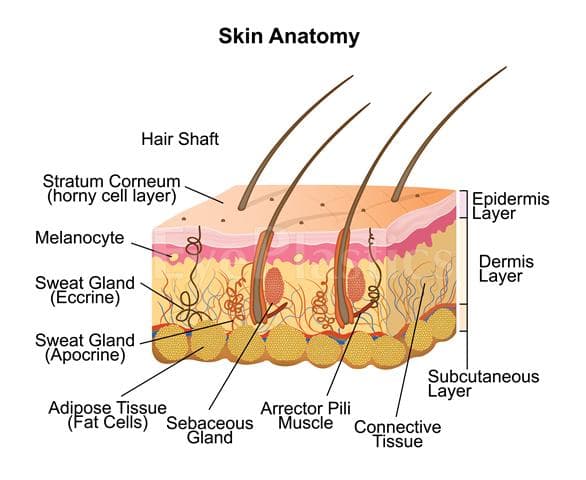 Skin anatomy — layers targeted by laser resurfacing