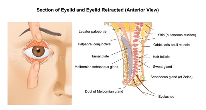 Eyelid anatomy illustration showing layers and structures