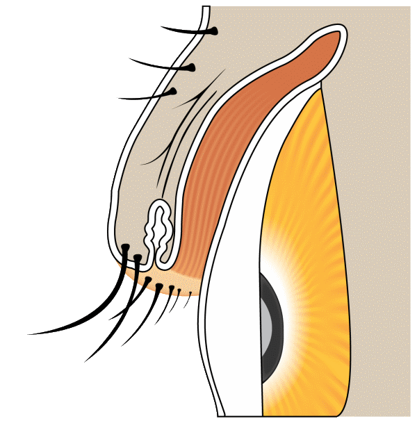 Normal eyelash morphology diagram